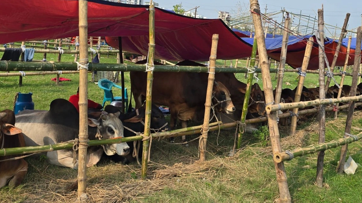 ইজারার শর্ত ভেঙে মাঠ দখল, চলছে পশু বিক্রি