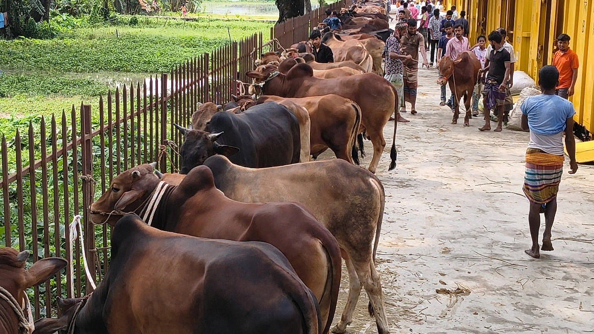 ৫০০ টাকায় ক্যাটল ট্রেনে ঢাকায় যাবে গরু