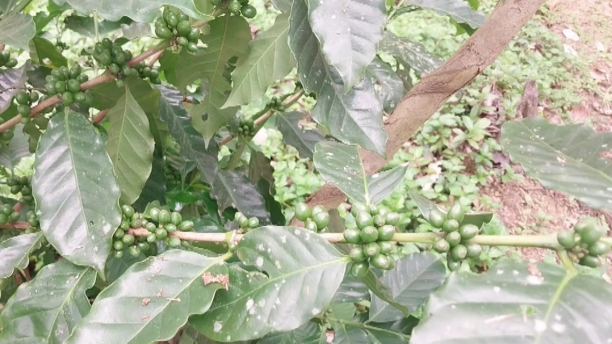 পাহাড়ের বাতাসে এখন কফির সুবাস