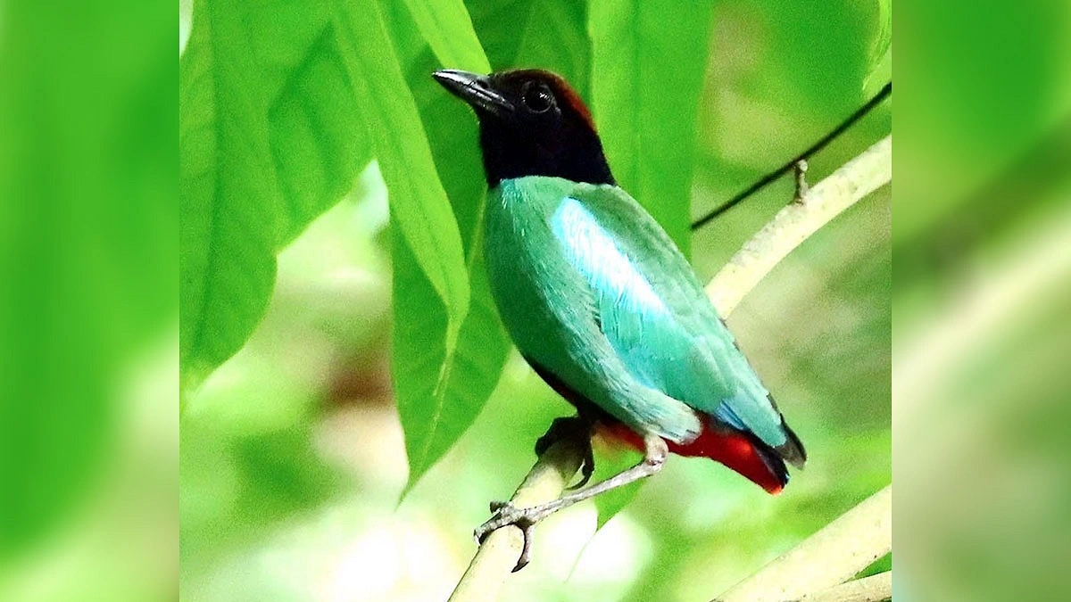 খয়েরিমাথা শুমচা, একই অঙ্গে নানা রঙ