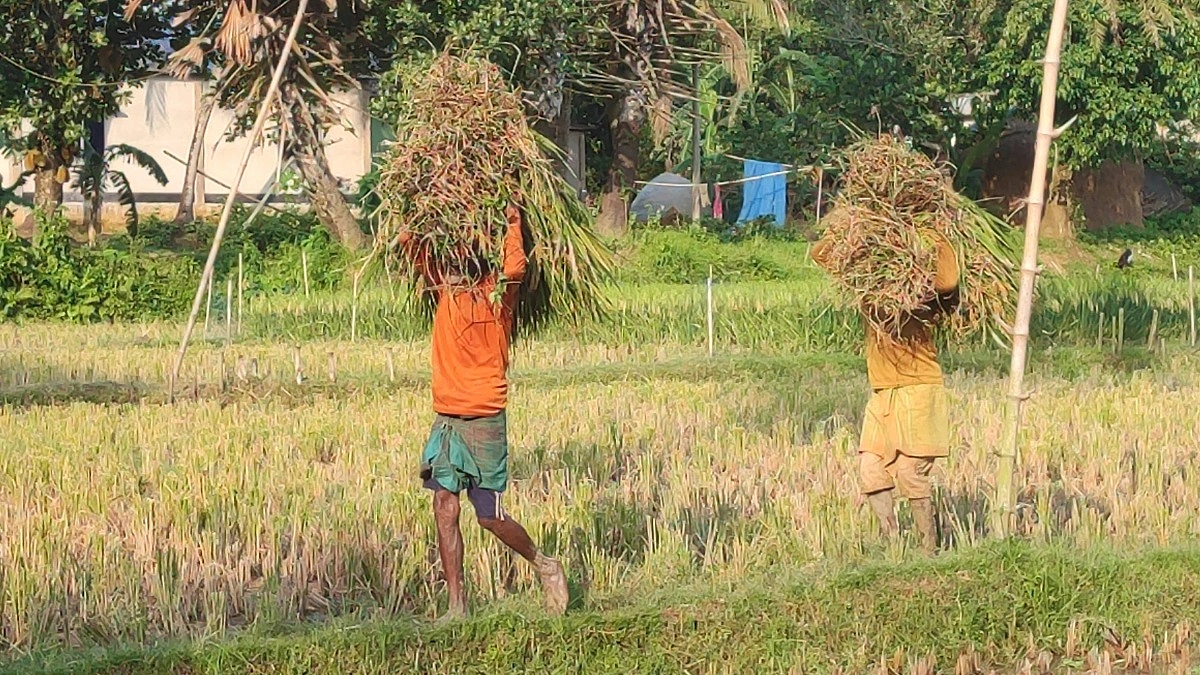 গারো পাহাড়ে হাতির ভয়ে কাঁচা ধান কাটছেন কৃষকরা