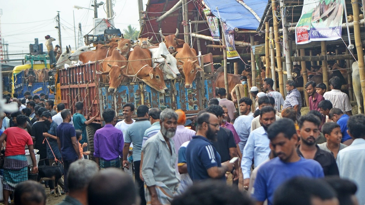 গরু কিছু খাচ্ছে না? জেনে নিন চিকিৎসকের পরামর্শ