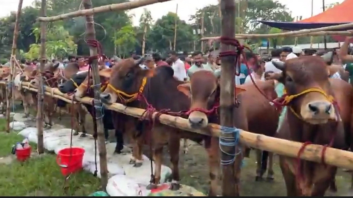 গজারিয়ায় কোরবানির পশু উদ্বৃত্ত, ন্যায্য দাম নিয়ে শঙ্কায় খামারিরা