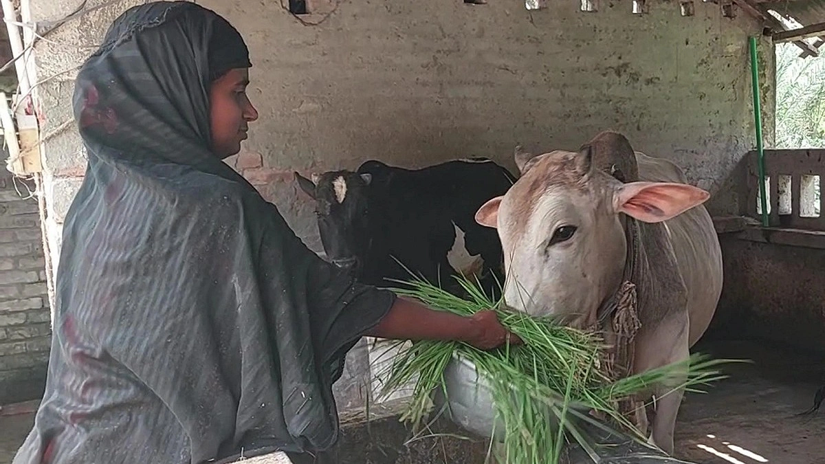 যশোরে এবার চাহিদার চেয়ে ১৫ হাজার কোরবানির পশু বেশি