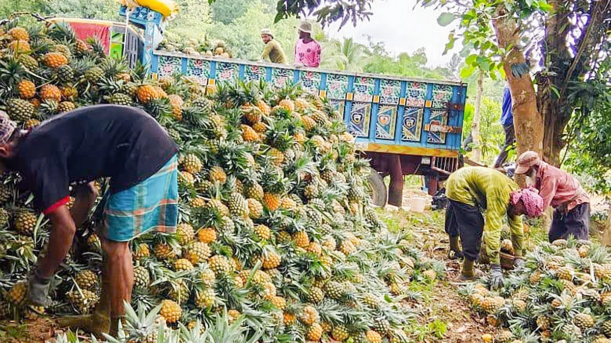 আনারসের নাম জলডুবি, রসে টইটুম্বুর