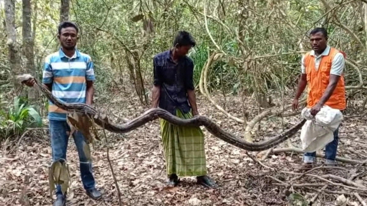 তিন হাঁস খেয়ে ধানক্ষেতে পড়ে ছিল ১৫ ফুটের অজগর