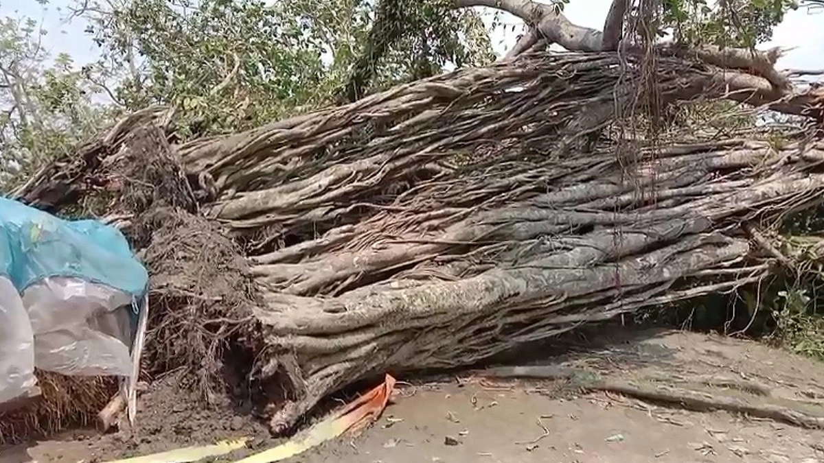 মাইকেল মধুসূদনের সেই বটবৃক্ষ উপড়ে গেছে ঝড়ে