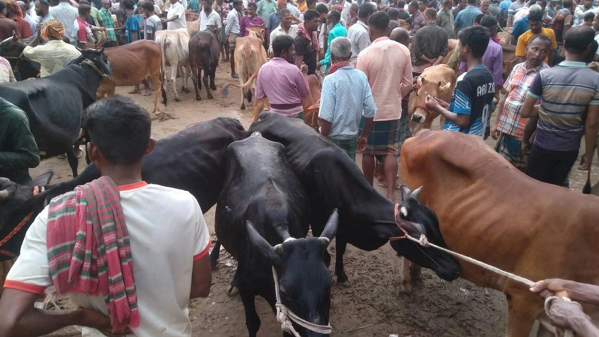 দিনাজপুরে কোরবানির হাটে মাঝারি গরুর চাহিদা বেশি
