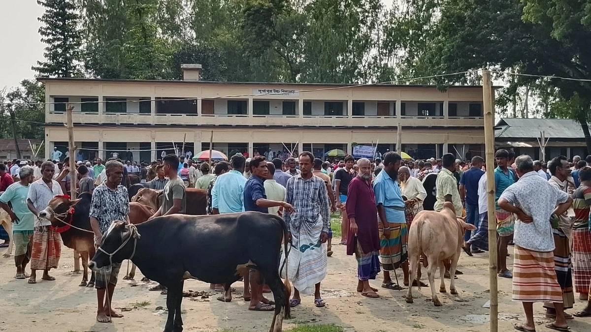 ফের সেই স্কুল মাঠে পশুর হাট, নীরব প্রশাসন