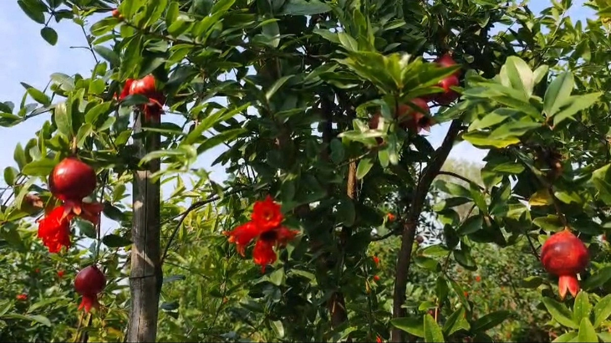 অসুস্থ মায়ের জন্য ছাদবাগান, বদলে গেল আলামিনের ভাগ্য