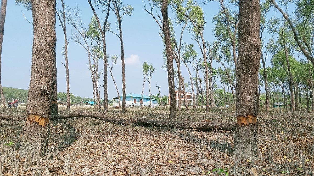 বন উজাড়ের হুমকিতে নিঝুম দ্বীপ জাতীয় উদ্যান