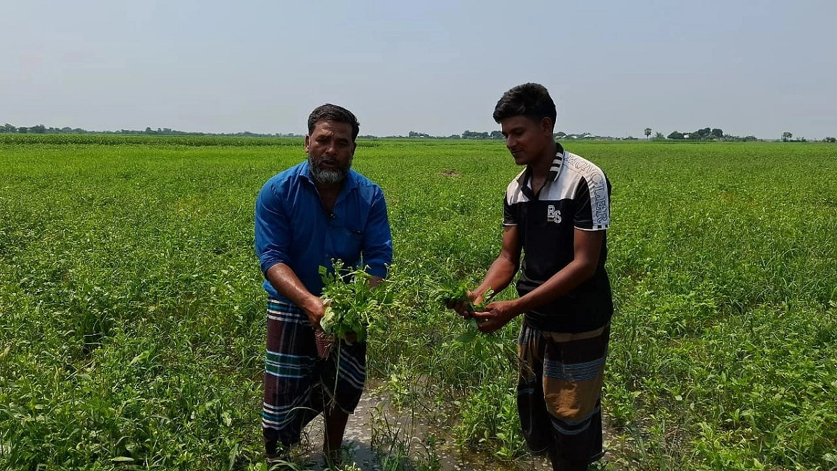 আগাছানাশক স্প্রেতে ধূসর কৃষকের স্বপ্ন