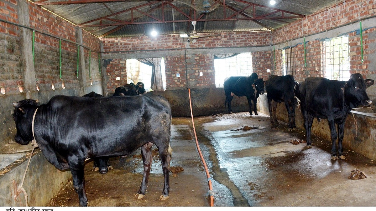 ঈদ বাজারে রংপুরের খামারিদের আশার আলো, ভারতীয় গরু নিয়ে শঙ্কা