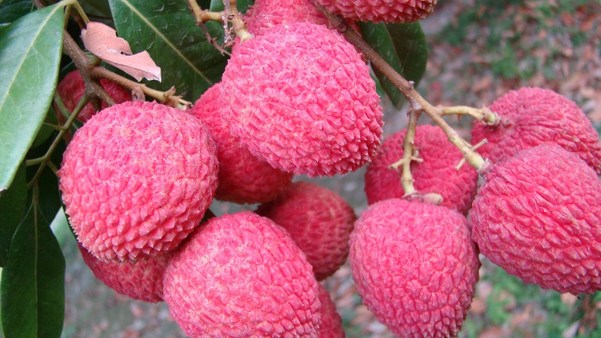 গলায় লিচুর বিচি আটকে প্রাণ গেল শিশুর