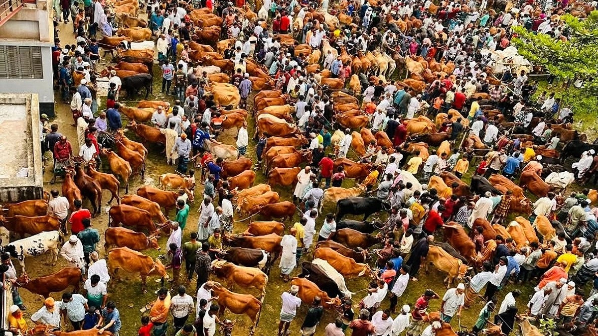 ফেনীর পশুর হাটে দেশি গরুর দাপট, বিক্রিও জমজমাট