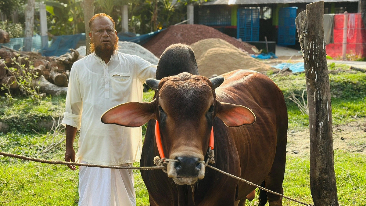 ১৬ মণের ‘রাজা বাহাদুরের’ দাম হাঁকা হলো ৫ লাখ টাকা
