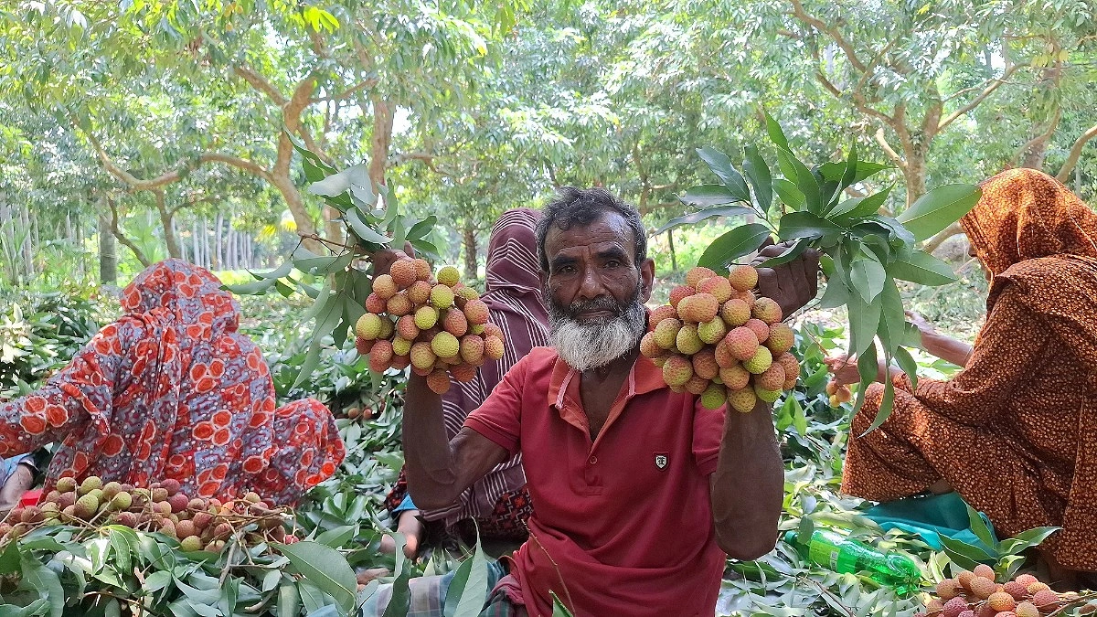 মাগুরায় লিচুর বাম্পার ফলন, চাষিদের মুখে স্বস্তির হাসি