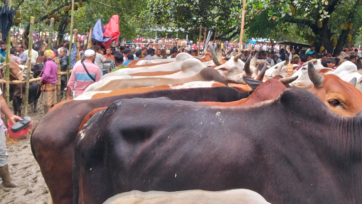 আমরাইদ পশুর হাটে কাদায় ভোগান্তি, ক্রেতার চেয়ে দর্শনার্থী বেশি