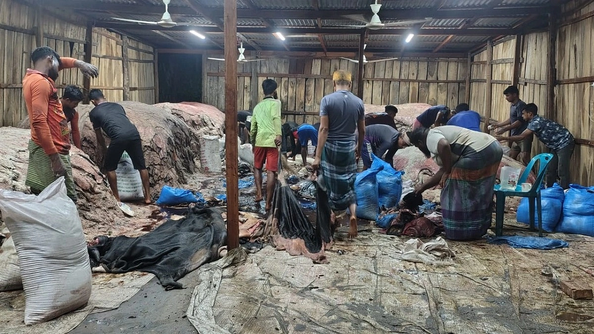 শিবচরে দাম কম চামড়ার, লোকসানের শঙ্কা