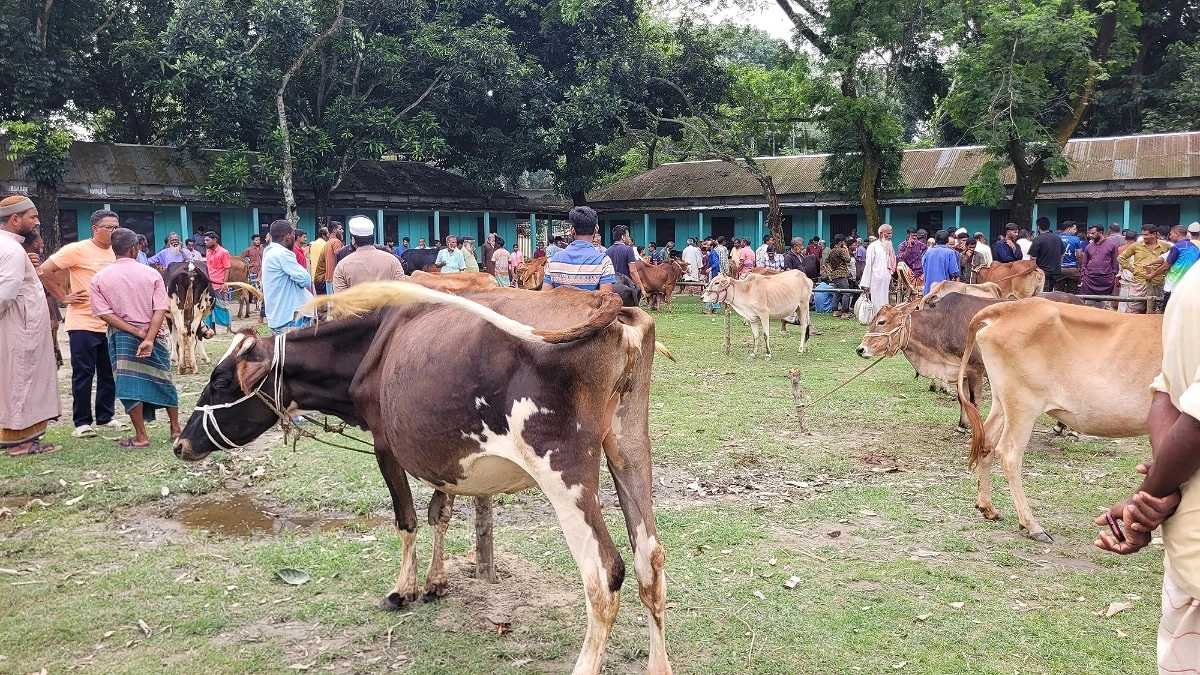 গেটের তালা ভেঙে কলেজ মাঠে পশুর হাট সাবেক ছাত্রদল নেতার