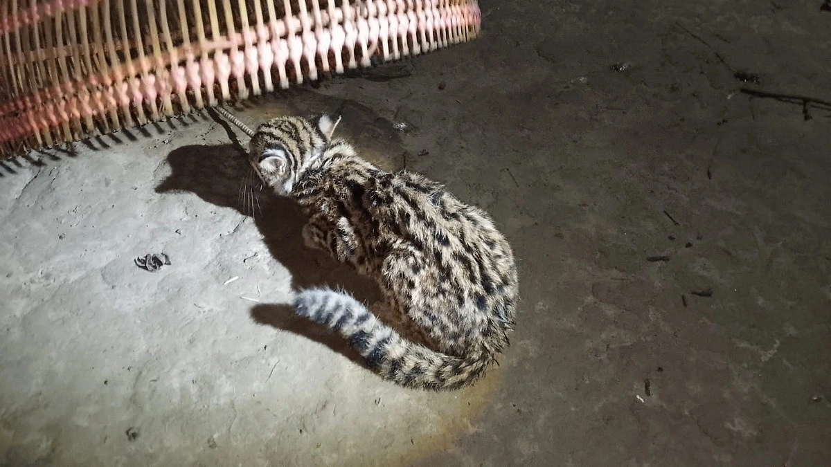 খাদ্য সংকটে লোকালয়ে বিপন্ন মেছো বিড়াল