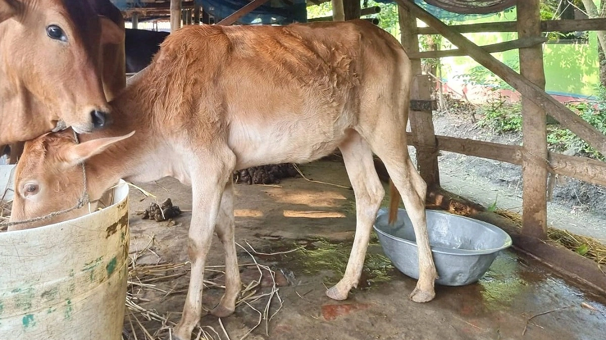 ঘুষ না দেওয়ায় জেলের গরু অন্যের গোয়ালে!