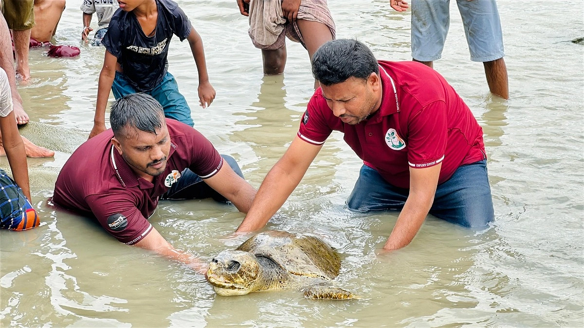 কুয়াকাটা সৈকতে ভেসে এলো বিরল অলিভ রিডলি মা কচ্ছপ