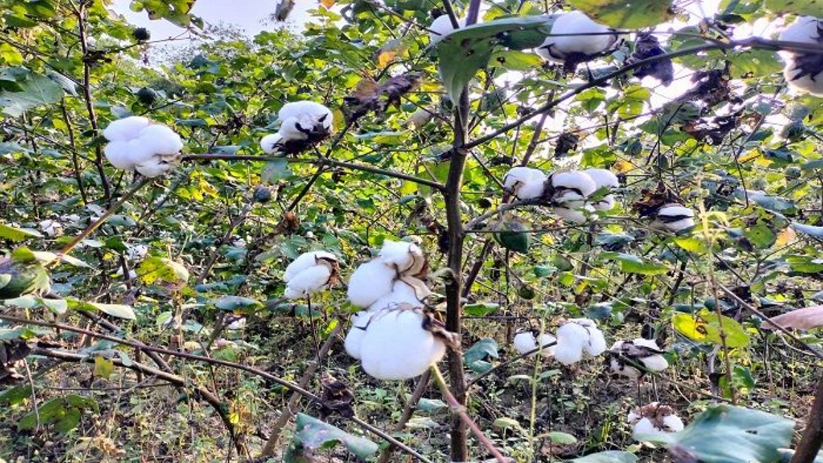 তুলা উৎপাদন বাড়াতে ২০ কোটি টাকার প্রণোদনা দিচ্ছে সরকার