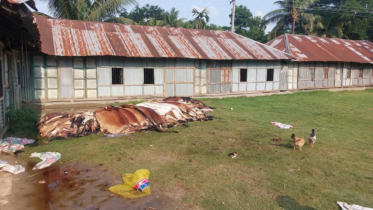 বিক্রি না হওয়ায় দেড় শতাধিক চামড়া মাটিতে পুঁতে ফেলল মাদরাসা কর্তৃপক্ষ