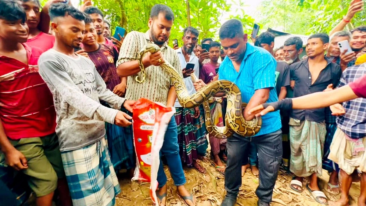 ঘরের সিলিং থেকে অজগর সাপ উদ্ধার