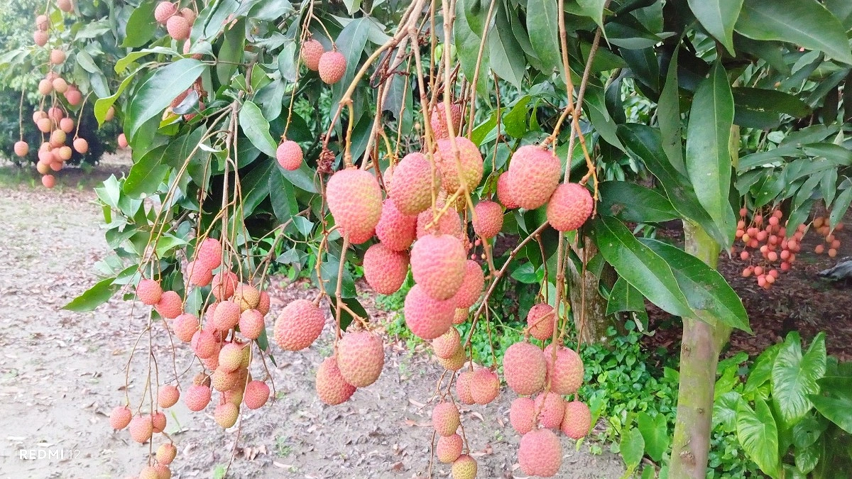 গাছে গাছে লিচুতে রঙিন ঈশ্বরদী