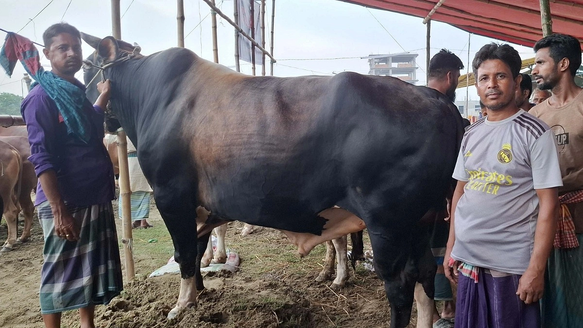 আড়াইহাজারে আলোচনায় ‘লাল বাদশা’