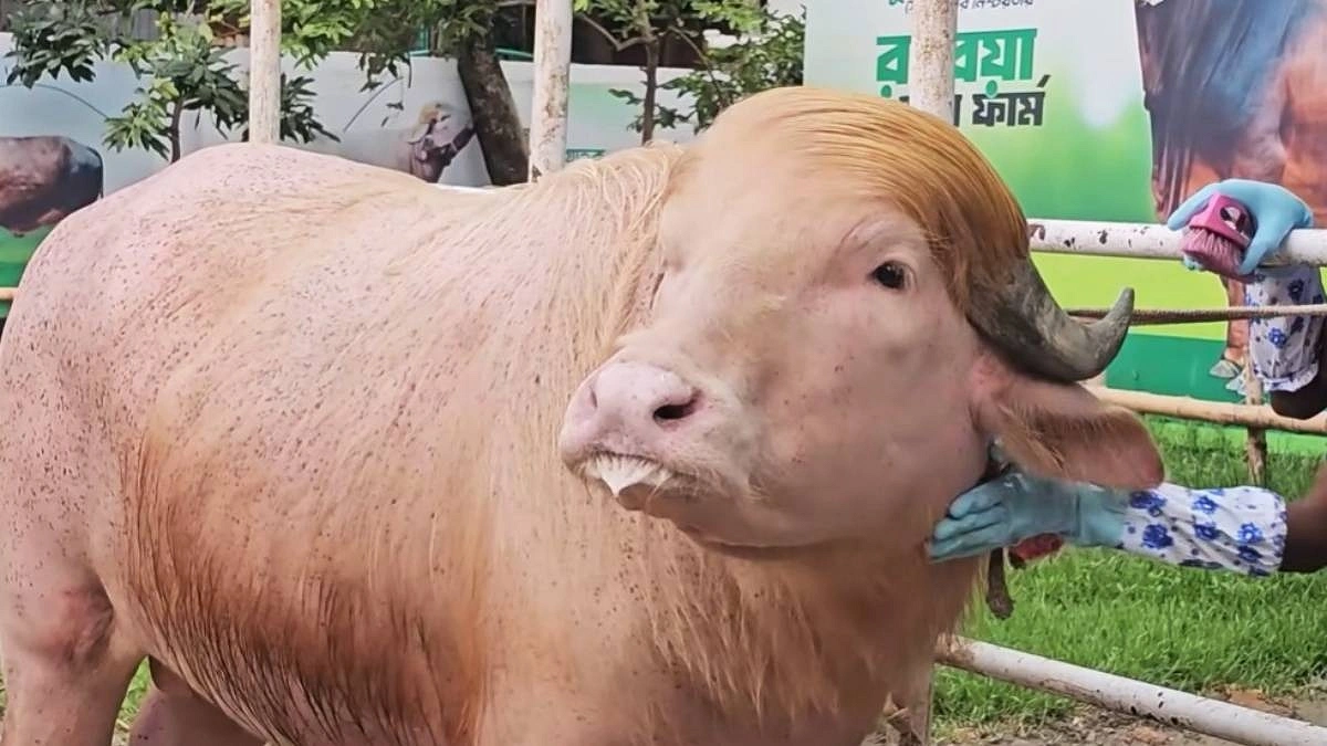 ভাইরাল মহিষ ‘ডোনাল্ড ট্রাম্প’ এখন আন্তর্জাতিক গণমাধ্যমে