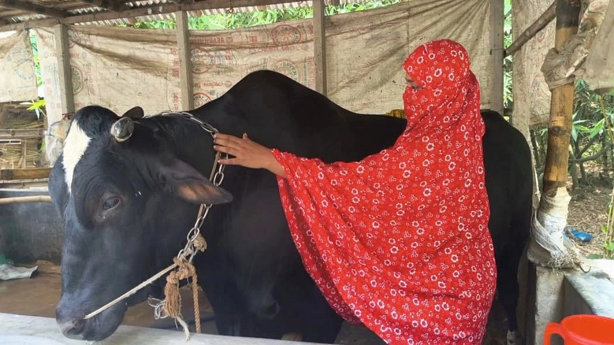 জলি খাতুনের ৩০ মণ ওজনের ‘মনা’, দাম হাঁকছেন ১০ লাখ