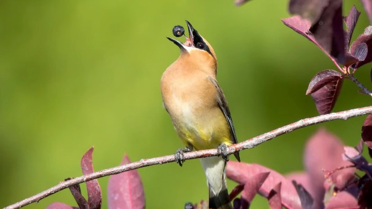 নেশায় বুঁদ হয় হাতি, হরিণ এমনকি পাখিও