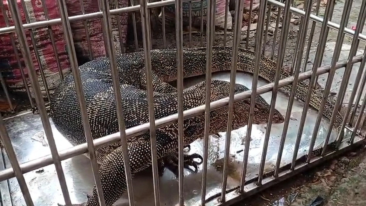 ভোলায় ৯ ফুটের গুইসাপ উদ্ধার করেছে বন বিভাগ