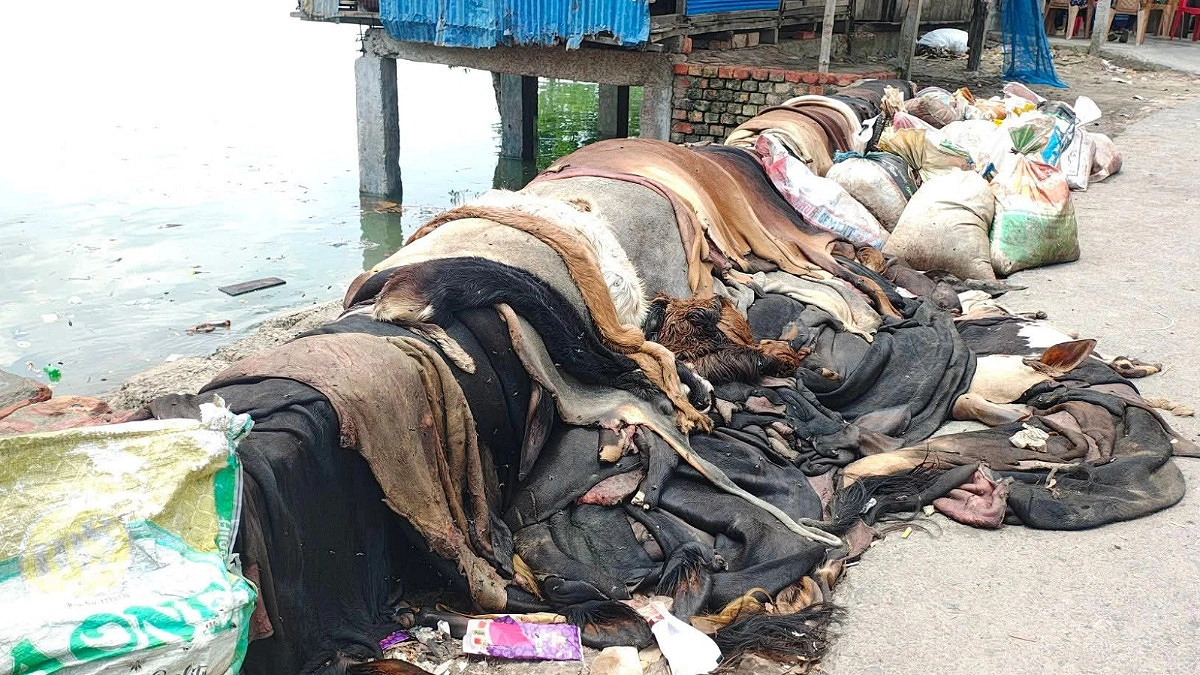 শ্যামনগরে ক্রেতা সংকট, নদীর পাড়ে ফেলা হয়েছে কোরবানির পশুর চামড়া