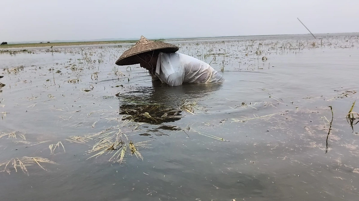 হাওরের পানিতে ডুবছে কৃষকের স্বপ্ন, দরকার সমন্বিত পরিকল্পনা