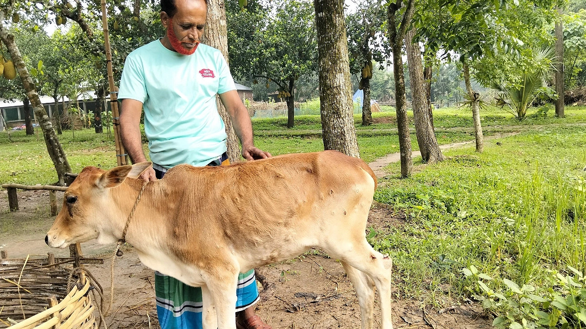 কাপাসিয়ায় লাম্পি স্কিন রোগের প্রকোপ, গরুর মৃত্যুতে দিশেহারা কৃষক