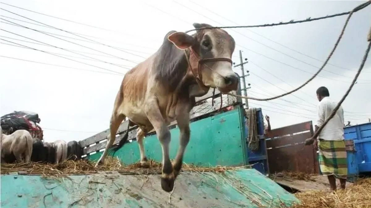 দেশে বছর বছর গরু কোরবানি কেন কমছে?