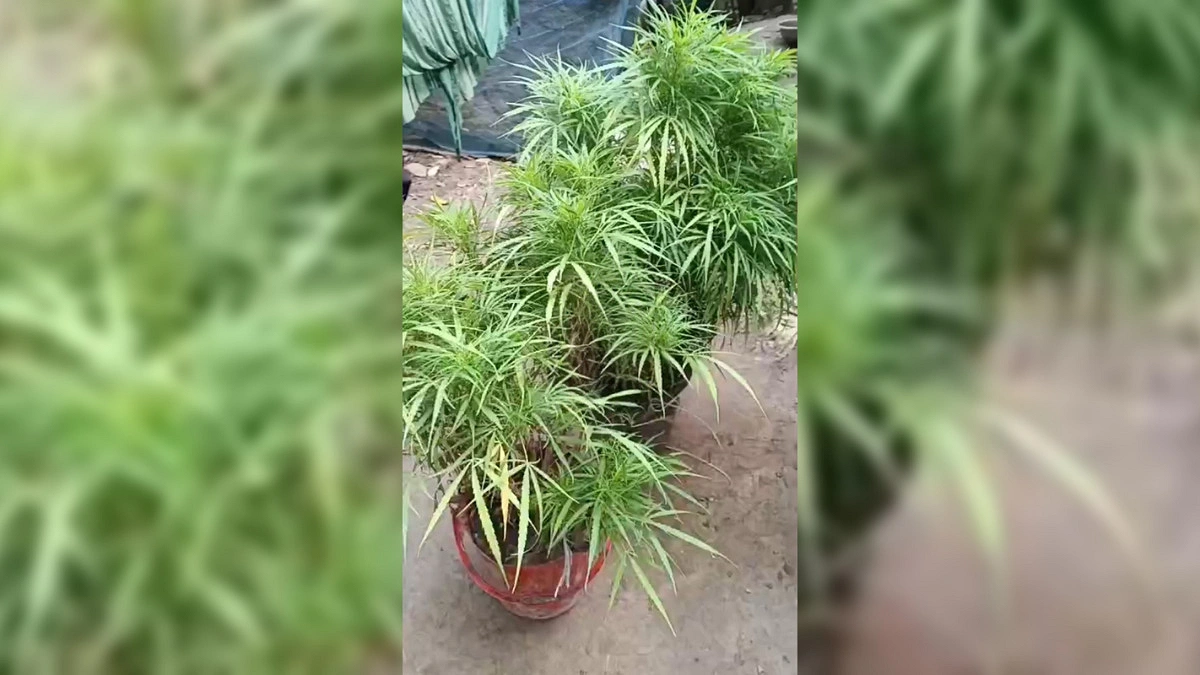 মোহনগঞ্জে ঘরের চালায় গাঁজার চাষ