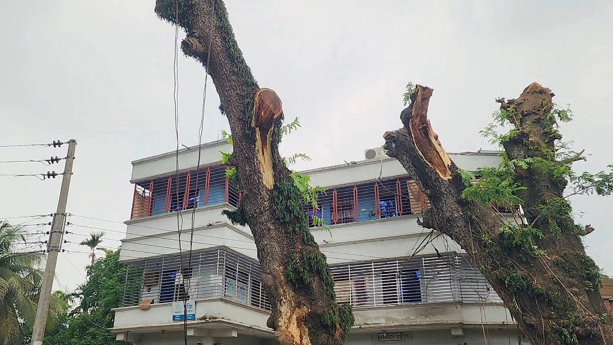 শুকনো ডাল কাটার অনুমতিতে শতবর্ষী রেইনট্রি গাছ কাটার অভিযোগ