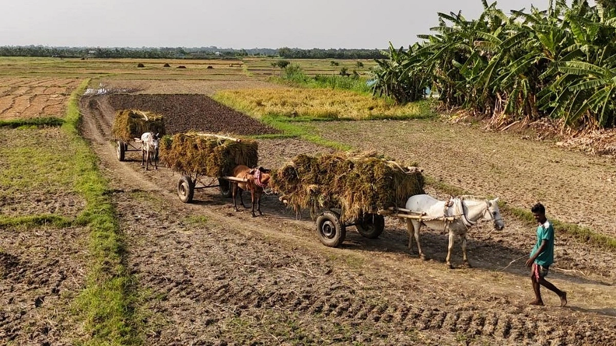 মাগুরার মাঠে ফিরেছে নবান্নের রঙ