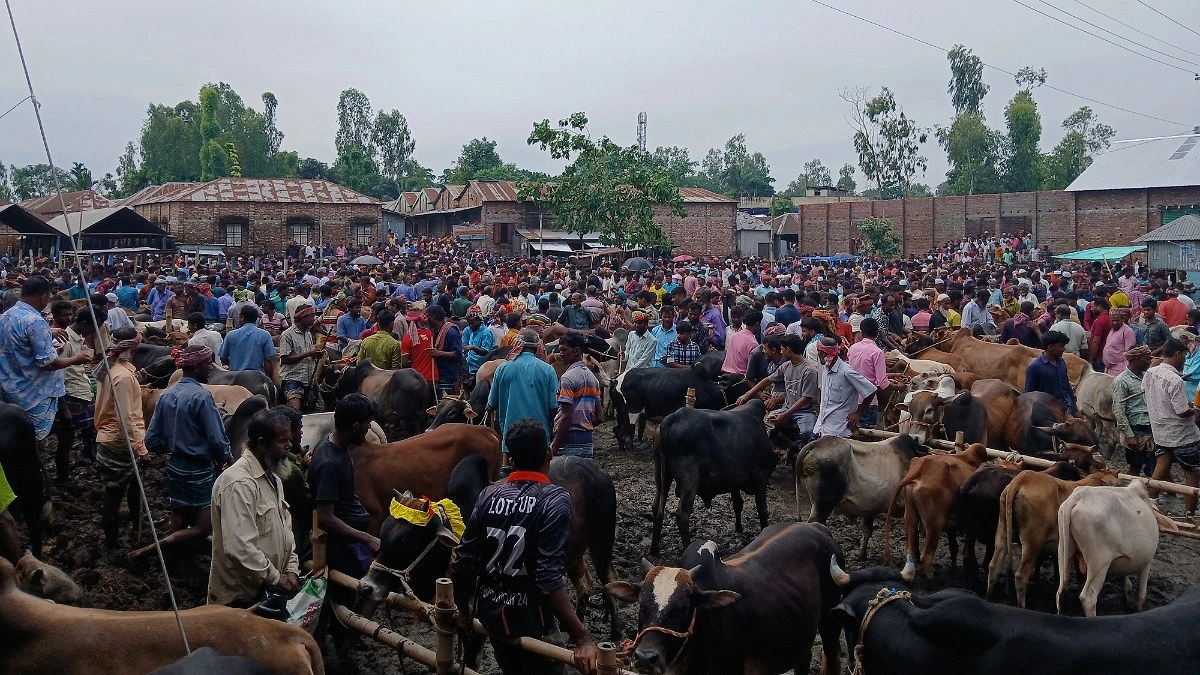 চোরাই পথে আসছে না গরু, সীমান্তহাটগুলোতে ‘স্বস্তির ছায়া’