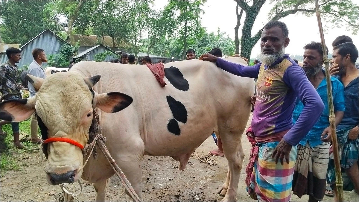 কেন্দুয়ায় কোরবানির জন্য প্রস্তুত চাহিদার চেয়েও বেশি পশু