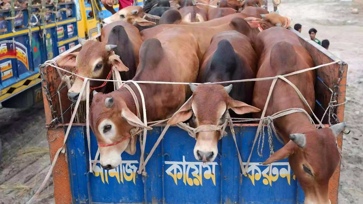 কোরবানির পশু পরিবহন নিয়ে জরুরি নির্দেশনা