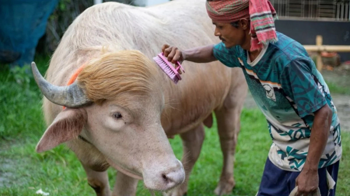 ভাইরাল মহিষ ‘ডোনাল্ড ট্রাম্প’ যাচ্ছে জাতীয় চিড়িয়াখানায়