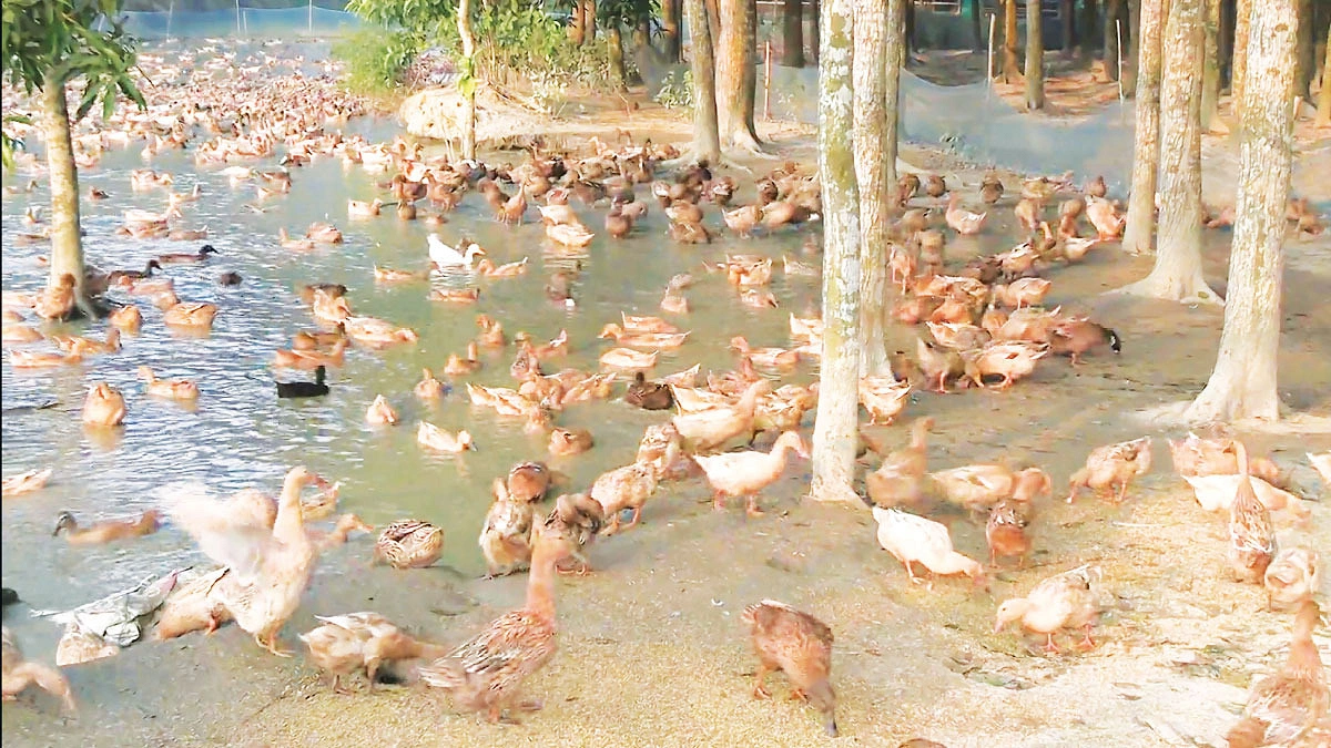 হাঁসে হাসছে মোস্তাফিজুরের সংসার