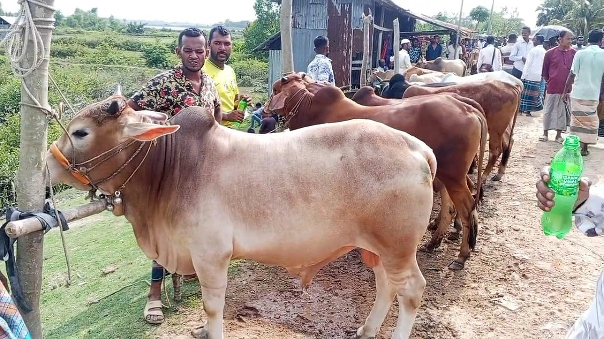 বরগুনায় আমতলীর গরুর হাটে ক্রেতার ভিড়, বেড়েছে দাম