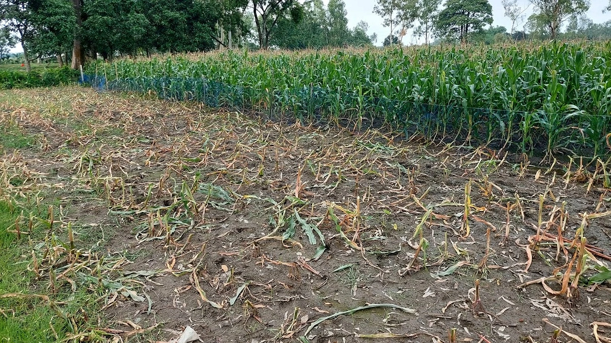বীরগঞ্জে জমির বিরোধে ভুট্টাগাছ কাটার অভিযোগ
